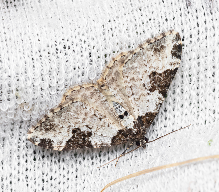 Xanthorhoe fluctuata - közönséges tarkaaraszoló