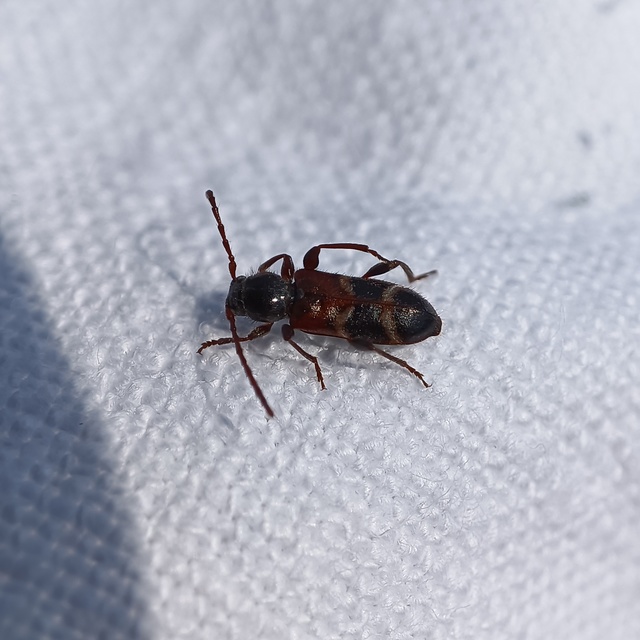 Phymatodes alni - apró háncscincér Phymatodes alni - apró háncscincér