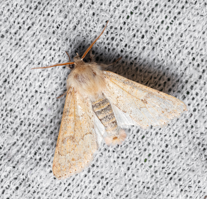 Orthosia miniosa - sárgás barkabagoly