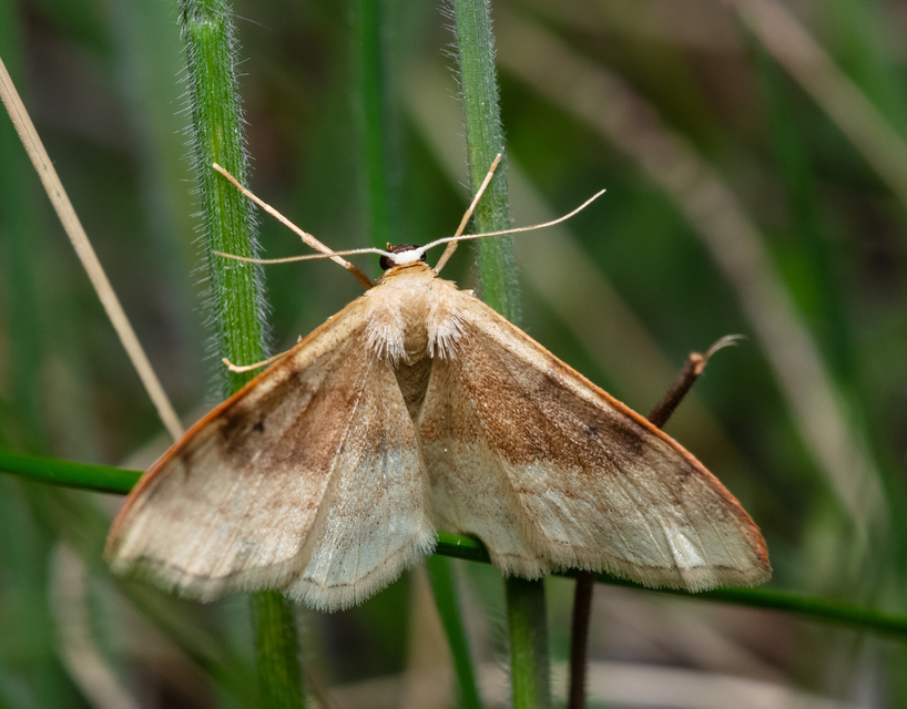Idaea degeneraria - barnasávos araszoló