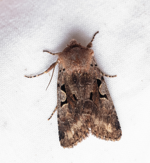 Orthosia gothica - feketefoltos barkabagoly