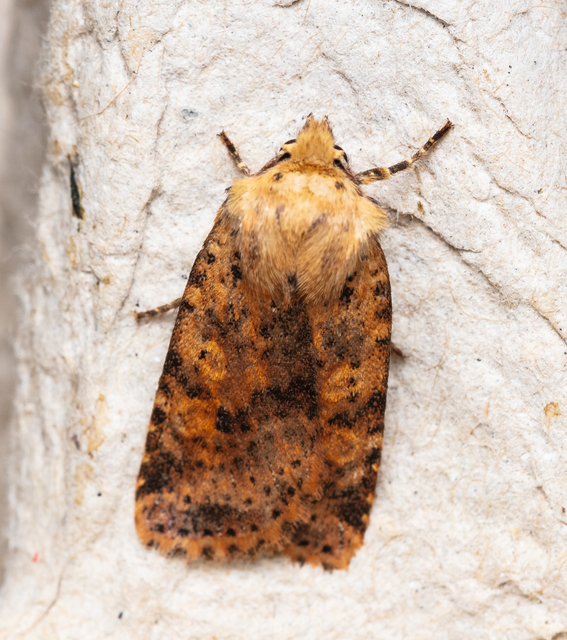 Conistra rubiginea - vörös őszibagoly
