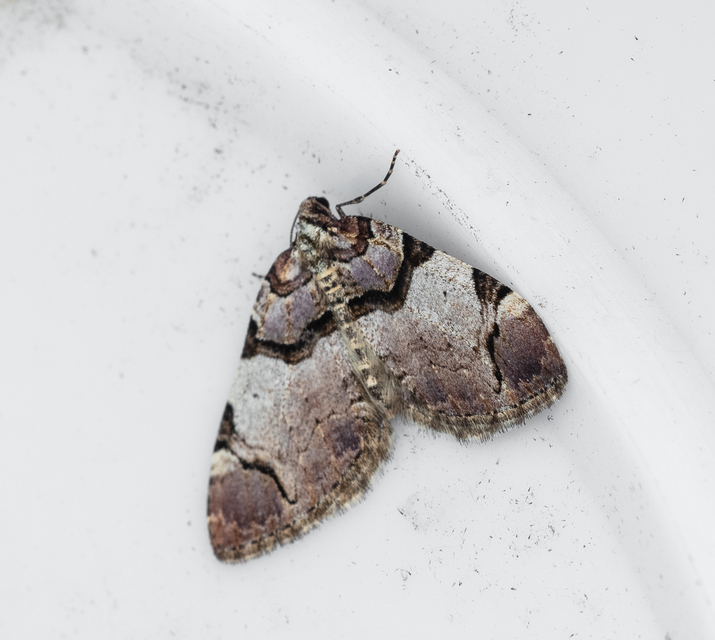 Anticlea derivata - vadrózsa-tarkaaraszoló