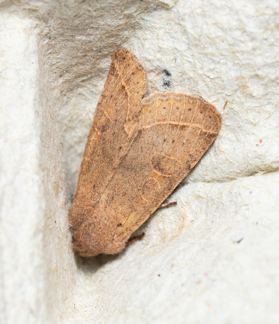 Orthosia cerasi - közepes barkabagoly