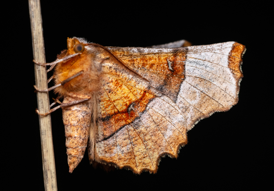 Selenia lunularia - egyfoltos holdasaraszoló