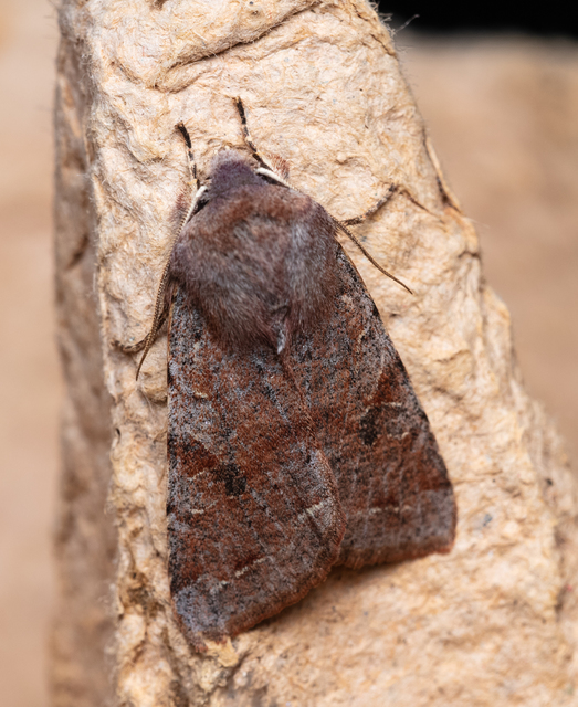 Orthosia incerta - változékony barkabagoly