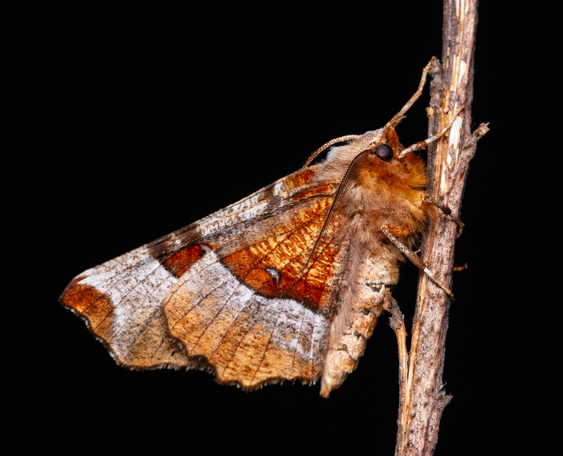 Selenia tetralunaria - négyfoltos holdasaraszoló