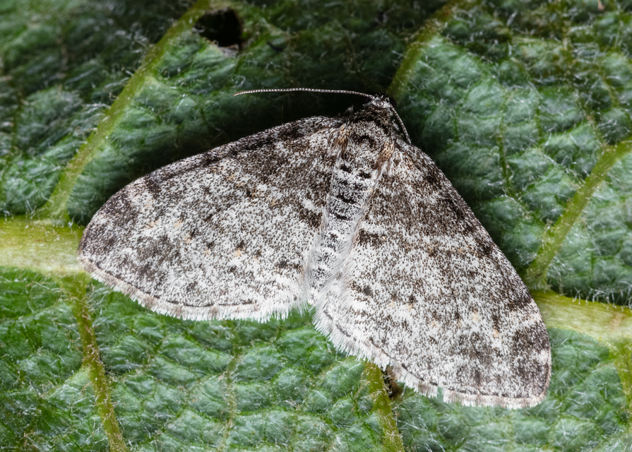 Lobophora halterata - szárnyfüggelékes araszoló