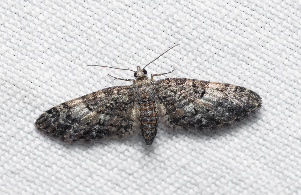 Eupithecia dodoneata - tölgy-törpearaszoló