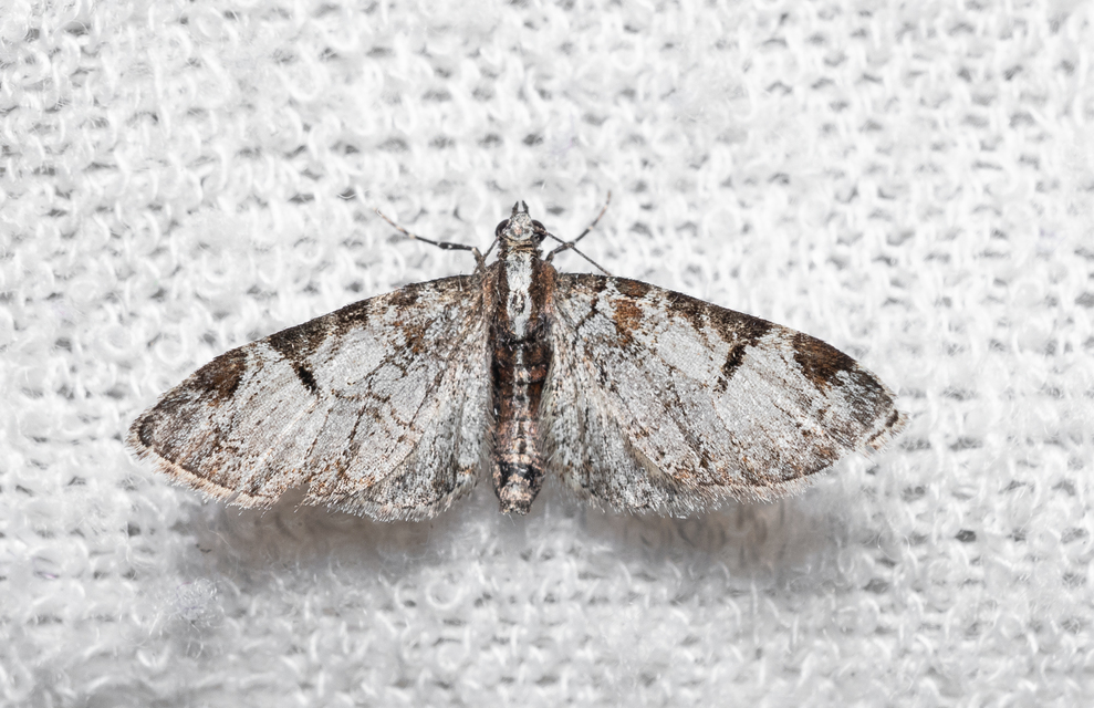 Eupithecia insigniata - hálózatos törpearaszoló