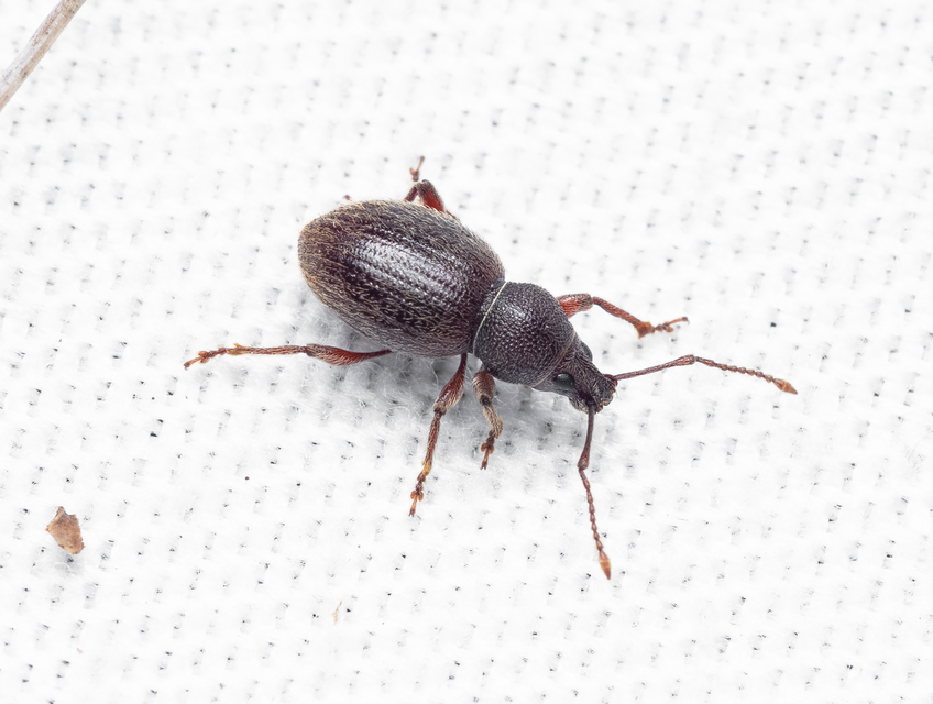 Otiorhynchus velutinus - szőrös gyalogormányos