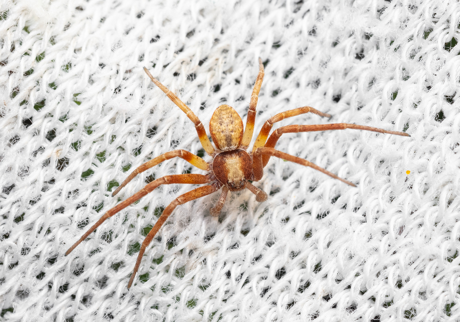 Araneae - Pókok