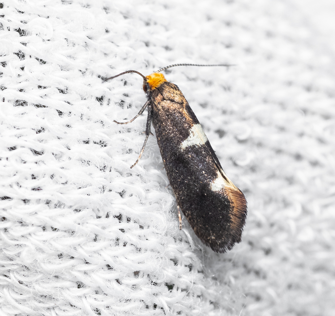 Incurvaria