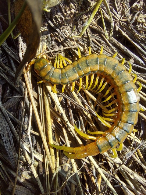 Scolopendra cingulata - öves szkolopendra