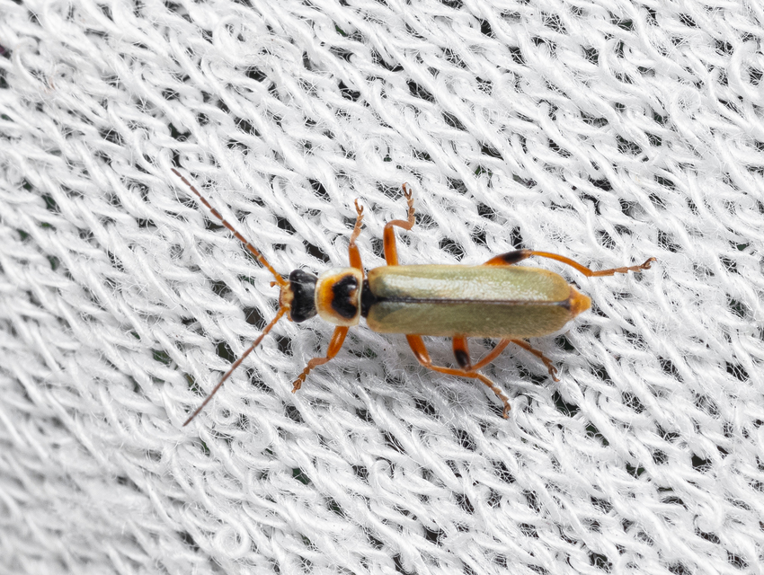 Metacantharis clypeata - tavaszi lágybogár
