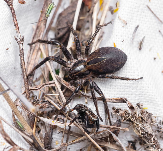 Araneae - Pókok