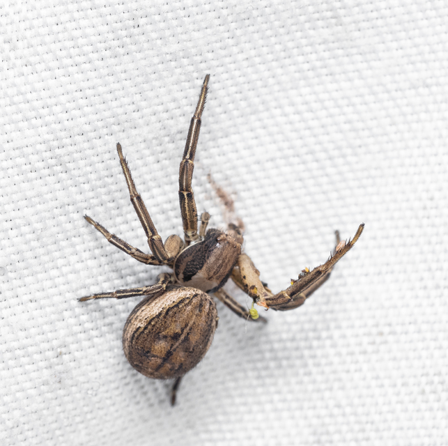Araneae - Pókok