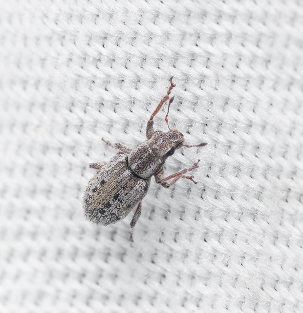 Sitona macularius - borsó-csipkézőbogár