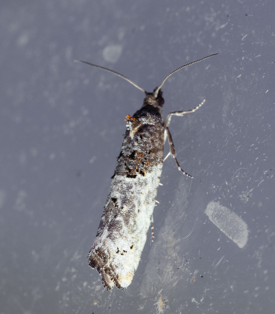 Phaneta pauperana - gyepűrózsa-tükrösmoly