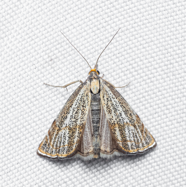 Thisanotia chrysonuchella - tavaszi fűgyökérmoly