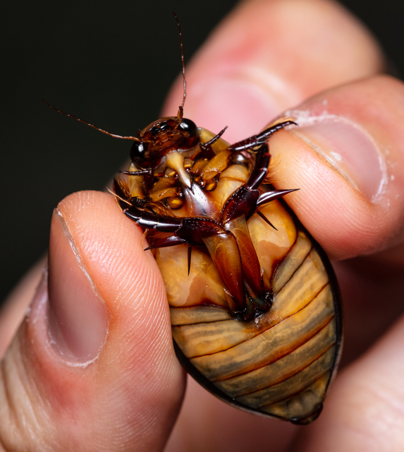 Cybister lateralimarginalis - nagy búvárbogár