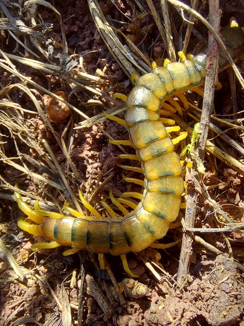 Scolopendra cingulata - öves szkolopendra
