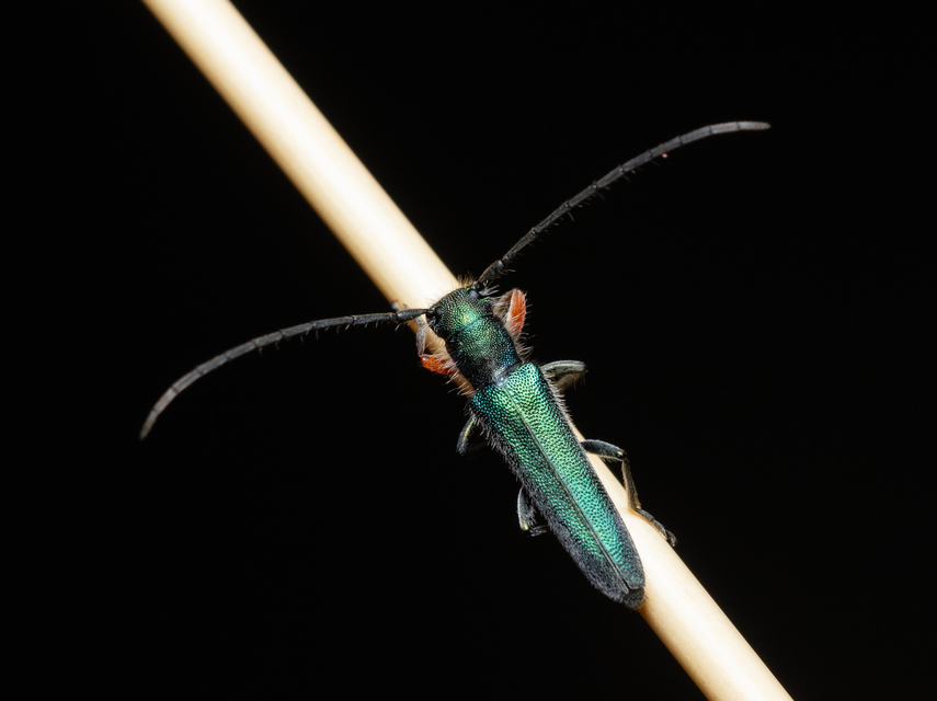 Phytoecia caerulea - fémzöld fűcincér Phytoecia caerulea - fémzöld fűcincér