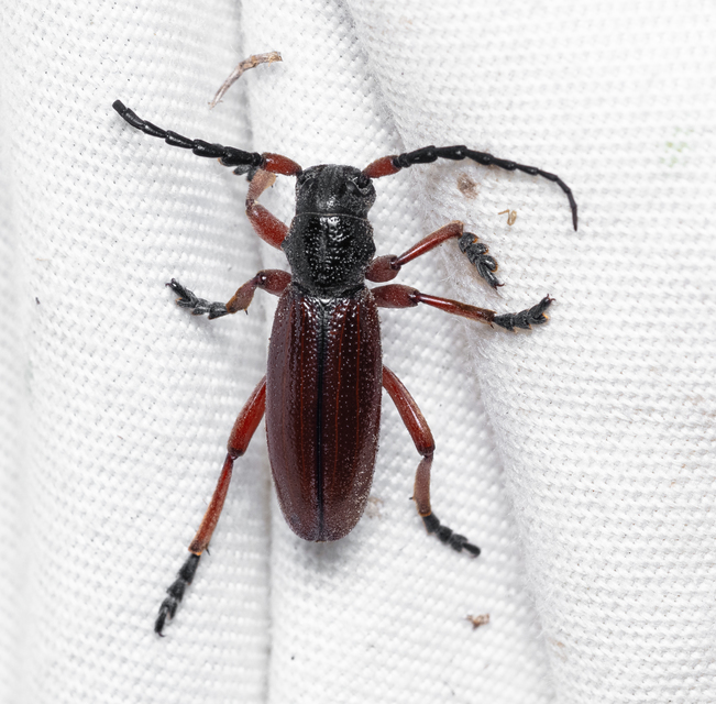 Dorcadion fulvum - barna gyalogcincér