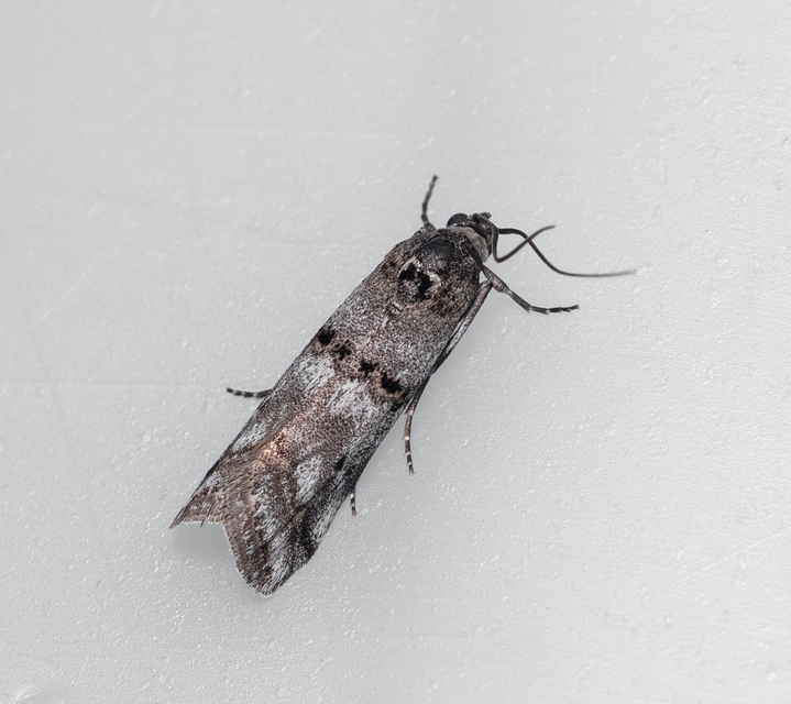 Pyralidae - fényiloncák