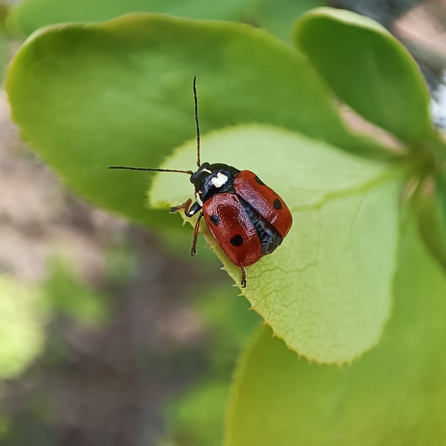 Cryptocephalus cordiger - szíves zömökbogár