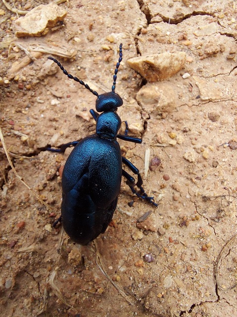 Meloe violaceus - kék nünüke