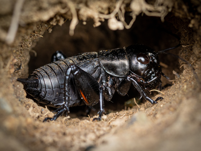 Gryllus campestris - mezei tücsök