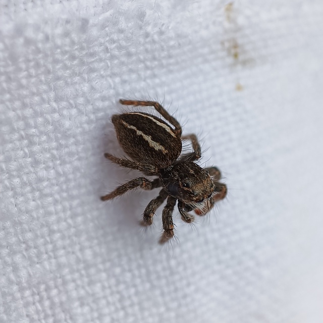 Philaeus chrysops - piros ugrópók