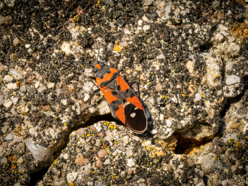 Lygaeus equestris/simulans