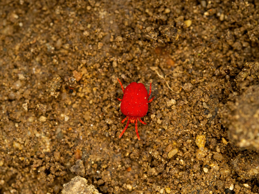 Trombidium