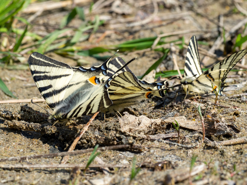 Iphiclides podalirius - kardoslepke
