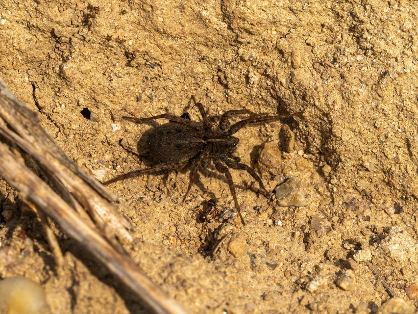 Araneae - Pókok