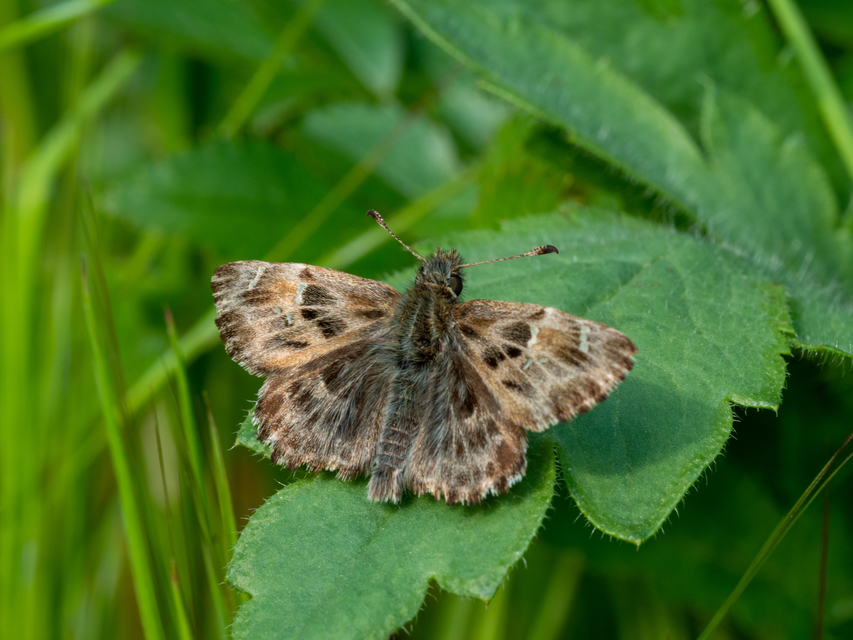 Carcharodus alceae - mályva-busalepke