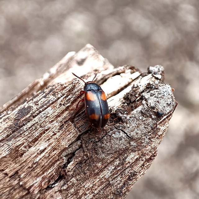 Mycetophagus quadripustulatus - négyfoltos gombabogár