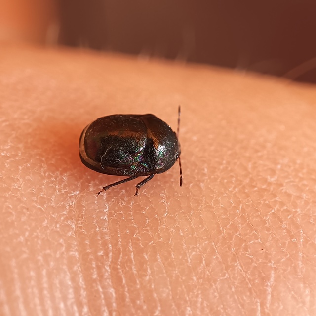 Thyreocoris
