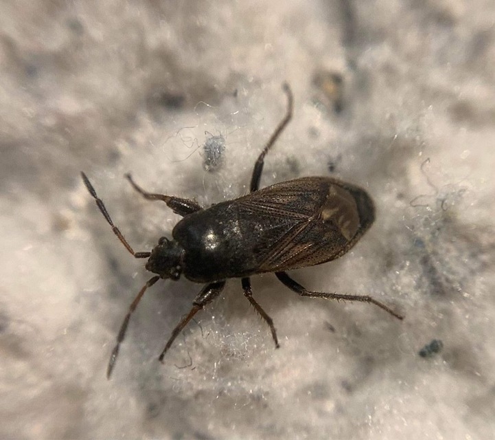 Megalonotus chiragra - bundás bodobács