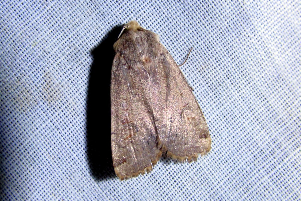 Conistra erythrocephala - vörösfejű őszibagoly