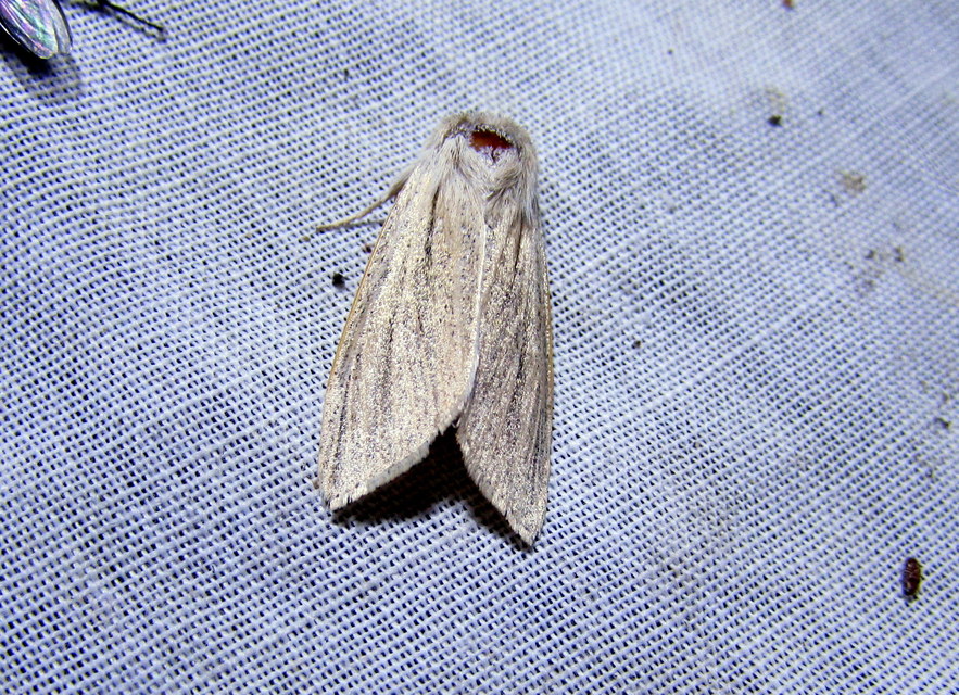 Simyra albovenosa - mocsári lándzsásbagoly
