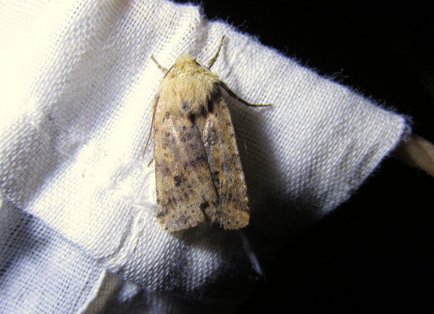 Conistra rubiginea - vörös őszibagoly