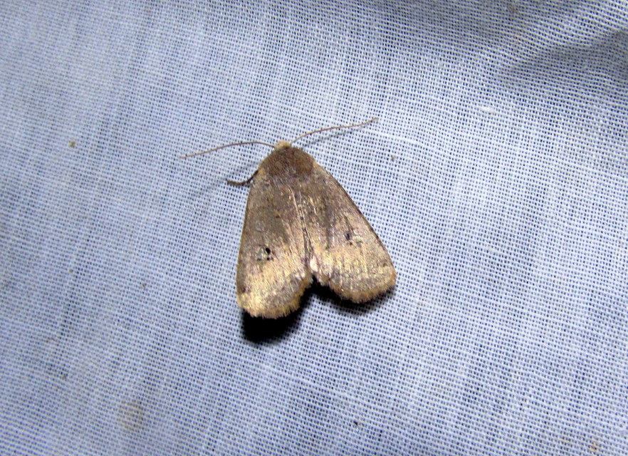 Conistra erythrocephala - vörösfejű őszibagoly