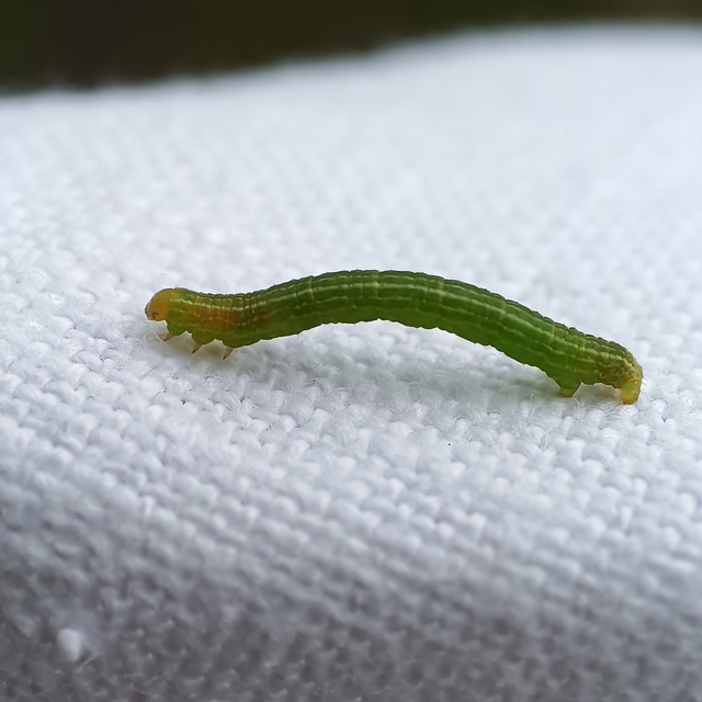 Theria rupicapraria - tavaszi kökényaraszoló