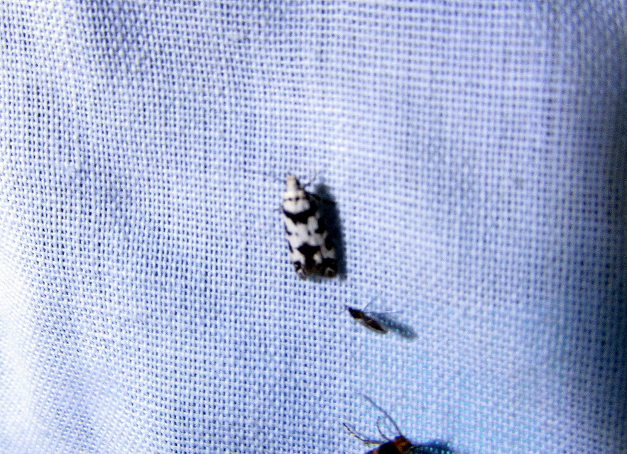 Pseudotelphusa scalella - moharágó sarlósmoly