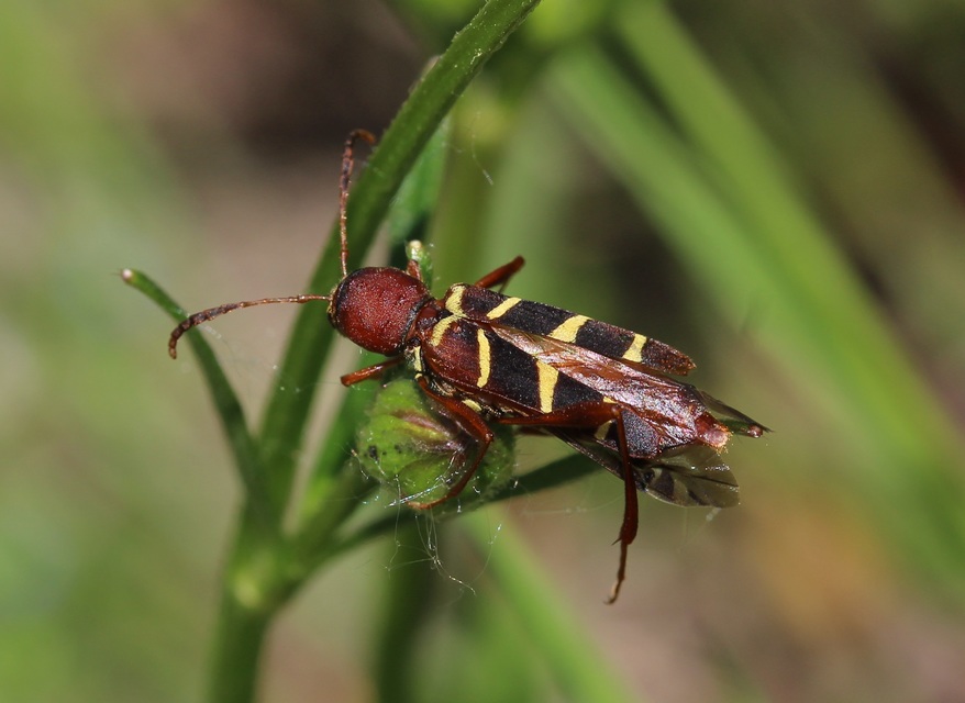 Neoclytus acuminatus - amerikai darázscincér