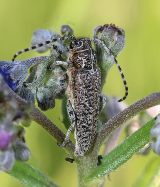 Pilemia tigrina - atracélcincér