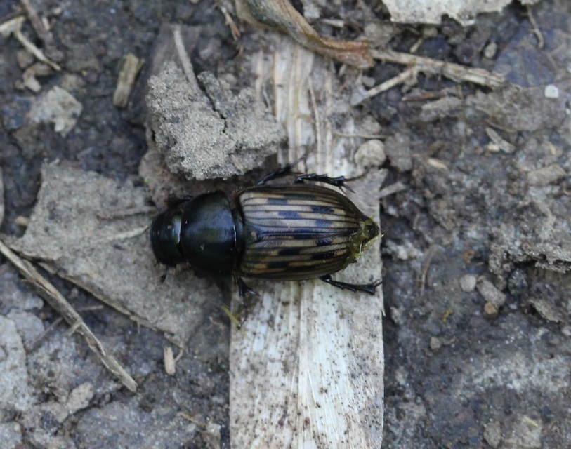 Aphodius luridus - tarka trágyabogár